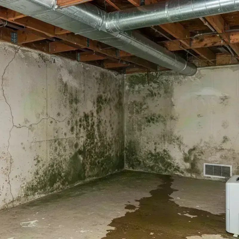 Professional Mold Removal in Toluca, IL